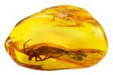 Fossil Fly (Diptera) and a Large Spider (Araneae) In Baltic Amber #159773-1